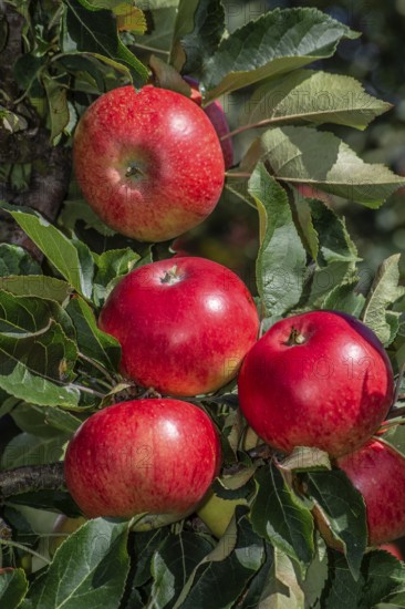 Red apples type Discovery in apple orchard in Rörum, Österlen fruit district, Simrishamn municipality, Skåne county, Sweden, Scandinavia