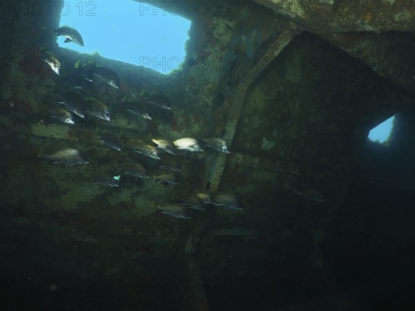 Sea ravens (Sciaena umbra) swim underwater in an old, rusty shipwreck. Dive site wreck of the Cimentière, Giens peninsula, Mediterranean, Provence Alpes Côte d'Azur, France