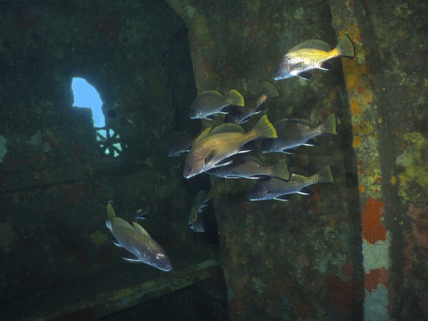 Sea ravens (Sciaena umbra) swim underwater near the wall of a rusty shipwreck. Dive site wreck of the Cimentière, Giens peninsula, Mediterranean, Provence Alpes Côte d'Azur, France