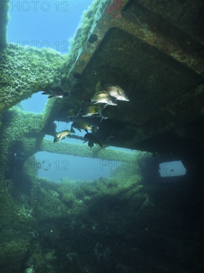 Algae-covered structures of a shipwreck under water with sea ravens (Sciaena umbra), dive site wreck of the Cimentière, Giens peninsula, Mediterranean Sea, Provence Alpes Côte d'Azur, France
