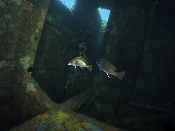 Dark shipwreck under water with passing sea ravens (Sciaena umbra) and blue lighting. Dive site wreck of the Cimentière, Giens peninsula, Mediterranean Sea, Provence Alpes Côte d'Azur, France