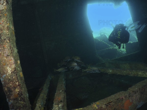 A diver examines a shipwreck with a group of common seals (Sciaena umbra) underwater. Dive site wreck of the Cimentière, Giens peninsula, Mediterranean Sea, Provence Alpes Côte d'Azur, France