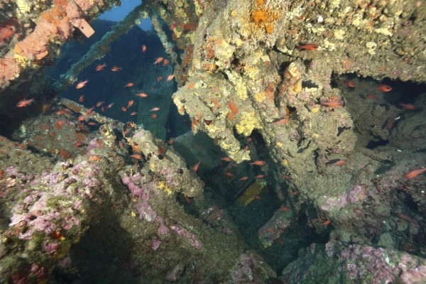 Inner part of a shipwreck with schools of fish in the underwater world. Dive site wreck Michel C, Giens peninsula, Mediterranean Sea, Provence Alpes Côte d'Azur, France