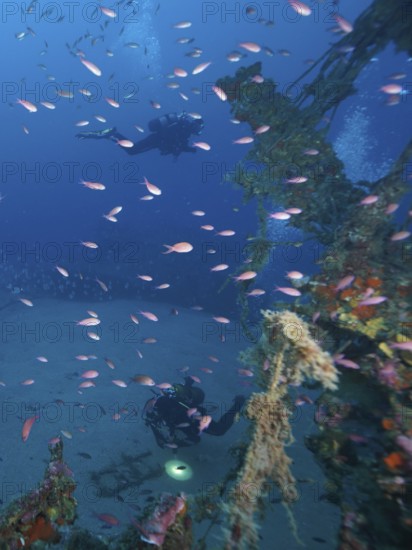 Divers and bright pink fish around a rusty shipwreck in the depths. Dive site wreck Le Grecq, Giens peninsula, Mediterranean Sea, Provence Alpes Côte d'Azur, France