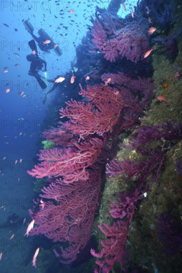 Violescent sea-whip (Paramuricea clavata) growing on a shipwreck in blue water full of marine life. Diver in the background. Dive site wreck Le Grecq, Giens peninsula, Mediterranean Sea, Provence Alpes Côte d'Azur, France
