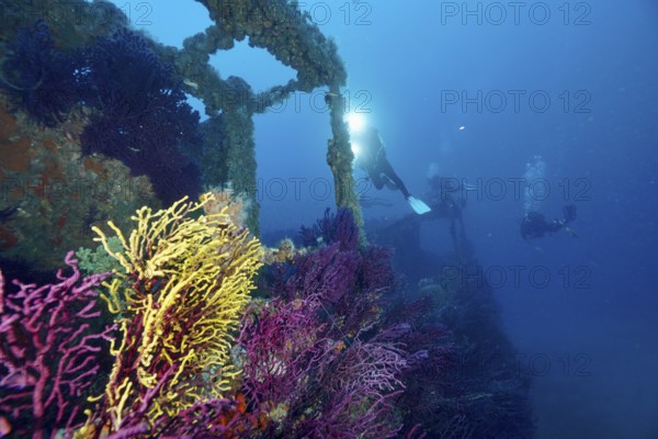 Divers explore a shipwreck surrounded by colourful Violescent sea-whips (Paramuricea clavata) and fish. Dive site wreck Le Grecq, Giens peninsula, Mediterranean Sea, Provence Alpes Côte d'Azur, France