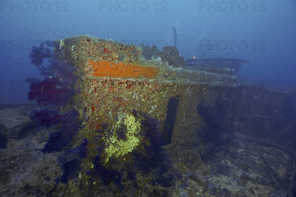 Part of a rusty shipwreck on the seabed surrounded by Violescent sea-whips (Paramuricea clavata) and fish. Dive site wreck Le Grecq, Giens peninsula, Mediterranean Sea, Provence Alpes Côte d'Azur, France