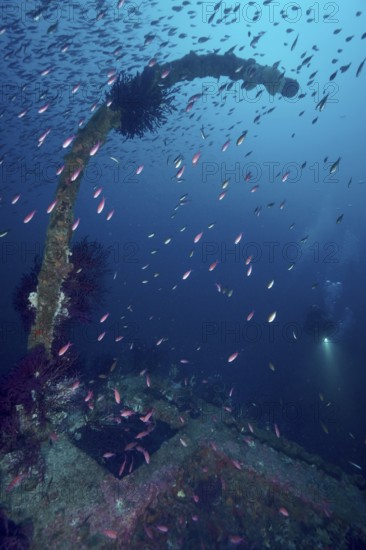 Fish move over mysterious parts of a shipwreck, behind them a diver. Dive site wreck Le Donator, Giens peninsula, Mediterranean Sea, Provence Alpes Côte d'Azur, France
