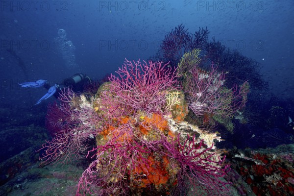Violescent sea-whip (Paramuricea clavata) growing on a shipwreck. Diver in the background. Many colours under deep water. Dive site wreck Le Donator, Giens peninsula, Mediterranean Sea, Provence Alpes Côte d'Azur, France