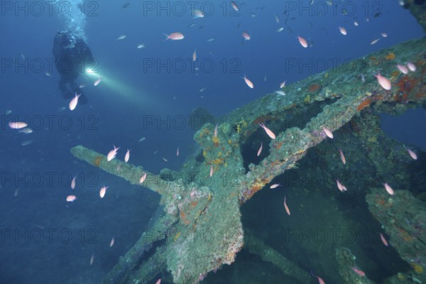 Diver illuminates a part of a shipwreck surrounded by fish with a torch. Dive site wreck Michel C, Giens peninsula, Mediterranean Sea, Provence Alpes Côte d'Azur, France