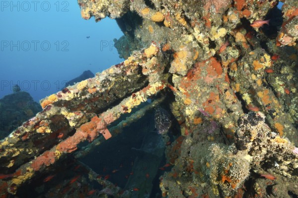 Debris of a shipwreck with bright colours and migrating fish. Dive site wreck Michel C, Giens peninsula, Mediterranean Sea, Provence Alpes Côte d'Azur, France