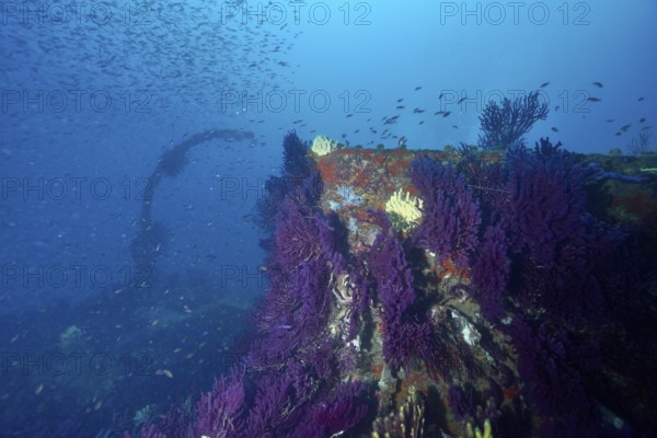 Purple overgrown shipwreck surrounded by a school of fish in the deep ocean. Dive site wreck Le Donator, Giens peninsula, Mediterranean Sea, Provence Alpes Côte d'Azur, France
