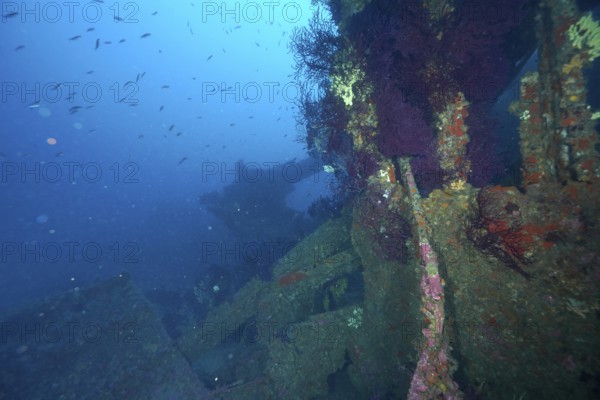 Rusty shipwreck overgrown with Violescent sea-whips (Paramuricea clavata), surrounded by a school of fish. Dive site wreck Le Donator, Giens peninsula, Mediterranean Sea, Provence Alpes Côte d'Azur, France