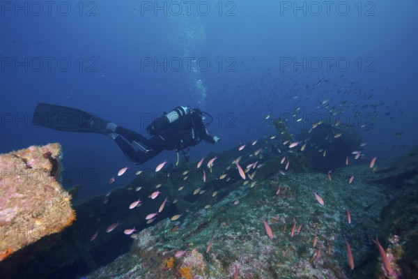 Diver swimming over a shipwreck, surrounded by numerous pink fish, Mediterranean flag perch (Anthias anthias), dive site Wreck Michel C, Giens peninsula, Mediterranean Sea, Provence Alpes Côte d'Azur, France