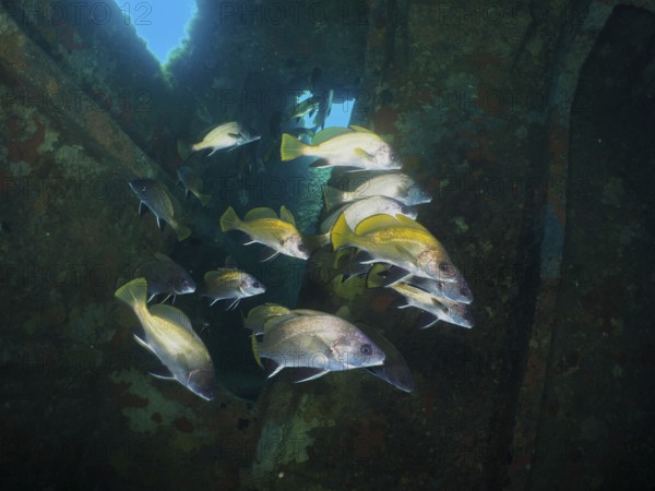 A group of common seals (Sciaena umbra) swimming in a rusty shipwreck underwater in the beam of light. Dive site wreck of the Cimentière, Giens peninsula, Mediterranean, Provence Alpes Côte d'Azur, France