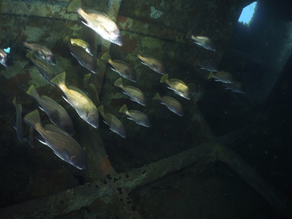 A shoal of sea rays (Sciaena umbra) moves through a rusty shipwreck under water. Dive site wreck of the Cimentière, Giens peninsula, Mediterranean, Provence Alpes Côte d'Azur, France