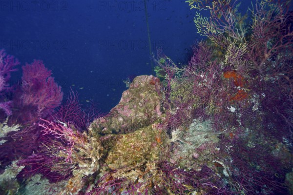 Violescent sea-whips (Paramuricea clavata) grow on a shipwreck under clear blue water. Dive site wreck Le Donator, Giens peninsula, Mediterranean Sea, Provence Alpes Côte d'Azur, France
