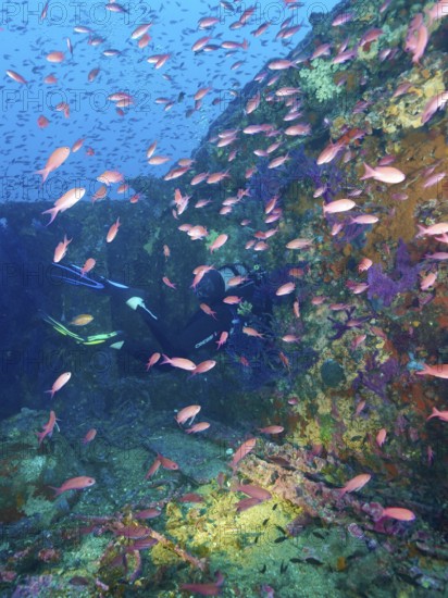 A diver penetrates a multicoloured shipwreck, surrounded by a multitude of small fish, Mediterranean flagfish (Anthias anthias) . Dive site wreck Le Grecq, Giens peninsula, Mediterranean Sea, Provence Alpes Côte d'Azur, France