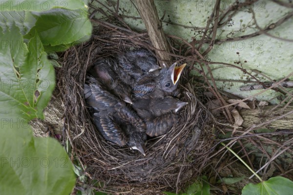 Five young blackbirds (Turdus merula) in the nest, Bavaria, Germany