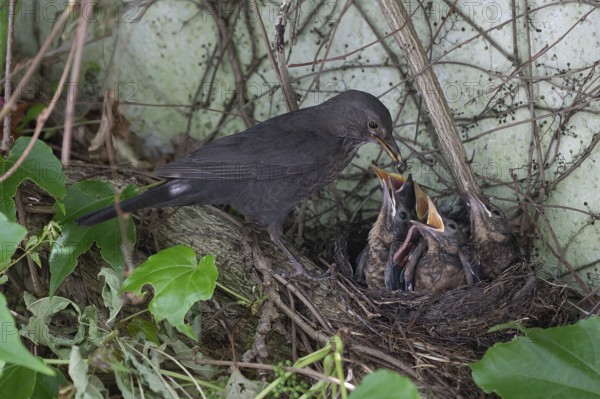 Mother blackbird (Turdus merula) feeding her five young in the nest, Bavaria, Germany