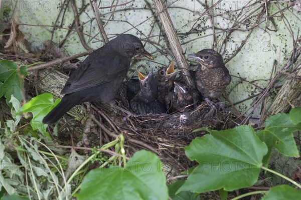 Mother blackbird (Turdus merula) with her five young at the nest, Bavaria, Germany