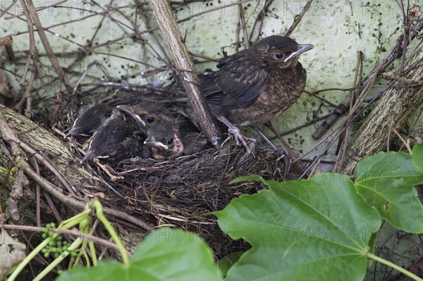 Five young, fledged blackbirds (Turdus merula) still in the nest, in the clutch, twelve days old, Bavaria, Germany