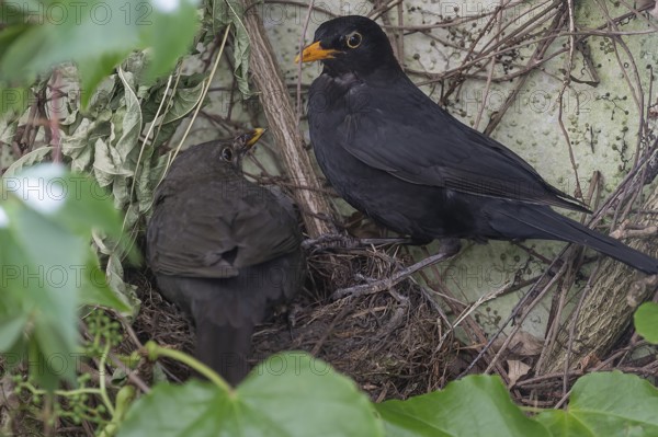 Pair of blackbirds (Turdus merula) feeding their young, Bavaria, Germany