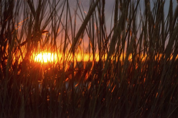 Intense red sunlight shimmers through tall grasses and creates a warm atmosphere, European Marram Grass (Ammophila arenaria (L.) Link, Syn.: Calamagrostis arenaria (L.) Roth), also known as common marram grass, sand reed, sand stem, sea oat, tall stalks with inflorescences in front of a peaceful, warm, colourful sunset in orange and gold on the horizon, last rays of the sun through a gap in the dark, grey cloud cover, Insel Düne, Helgoland, Schleswig-Holstein, North Sea, Germany