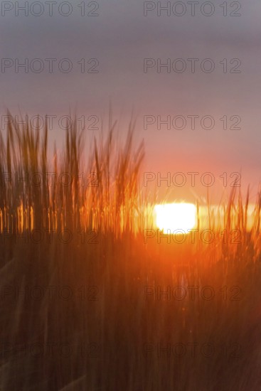 Intense red sunlight shimmering through tall grasses, warm atmosphere, European Marram Grass (Ammophila arenaria (L.) Link, Syn.: Calamagrostis arenaria (L.) Roth), also called common marram grass, sand reed, sand stem, sea oat, stalks with inflorescences, peaceful, colourful sunset in orange and gold, horizon, last rays through a gap in the clouds, dark, grey cloud cover, stalks moving in the wind, wiping effect, motion blur, island dune, Helgoland, Schleswig-Holstein, North Sea, Germany