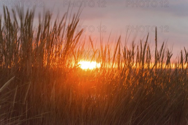 Intense red sunlight shimmering through tall grasses, warm atmosphere, European Marram Grass (Ammophila arenaria (L.) Link, Syn.: Calamagrostis arenaria (L.) Roth), also called common marram grass, sand reed, sand stem, sea oat, stalks with inflorescences, peaceful, colourful sunset in orange and gold, horizon, last rays through a gap in the clouds, dark, grey cloud cover, stalks moving in the wind, wiping effect, motion blur, island dune, Helgoland, Schleswig-Holstein, North Sea, Germany