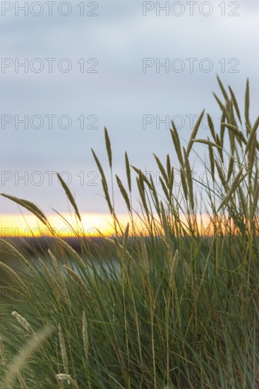 European Marram Grass (Ammophila arenaria (L.) Link, Syn.: Calamagrostis arenaria (L.) Roth), also known as common marram grass, sand reed, sea oat, tall stalks with inflorescences in front of a peaceful, colourful sunset on the horizon, last rays of the sun through a gap in the clouds, Insel Düne, Helgoland, Schleswig-Holstein, North Sea, Germany