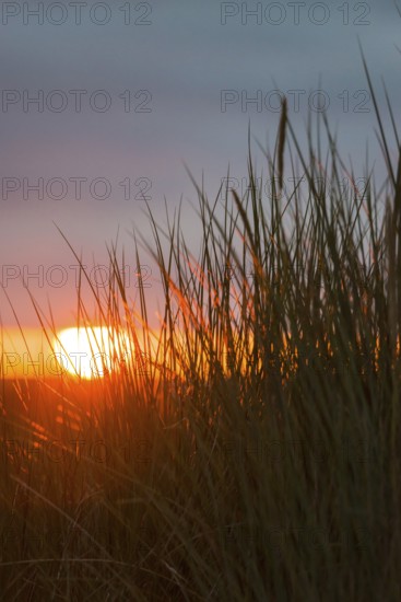 Intense red sunlight shimmers through tall grasses and creates a warm atmosphere, European Marram Grass (Ammophila arenaria (L.) Link, Syn.: Calamagrostis arenaria (L.) Roth), also known as common marram grass, sand reed, sand stem, sea oat, tall stalks with inflorescences in front of a peaceful, warm, colourful sunset in orange and gold on the horizon, last rays of the sun through a gap in the dark, grey cloud cover, Insel Düne, Helgoland, Schleswig-Holstein, North Sea, Germany