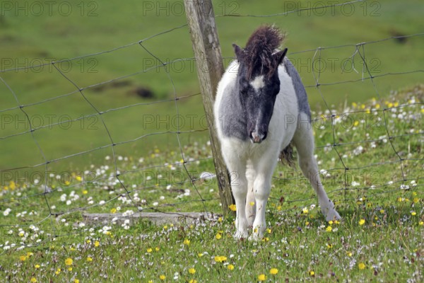 A small pony stands on a green meadow next to a pasture fence, surrounded by blooming flowers under a clear sky, joy of life, Shetland pony, Shetland Islands, Lerwick, Scotland, Great Britain
