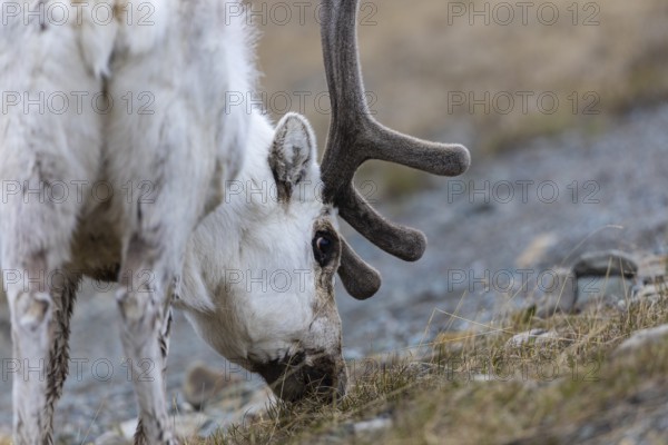 Portrait of a Spitsbergen roe deer (Rangifer tarandus platyrhynchus), Mammals (Mammalia), Longyearbyen, Spitsbergen, Svalbard