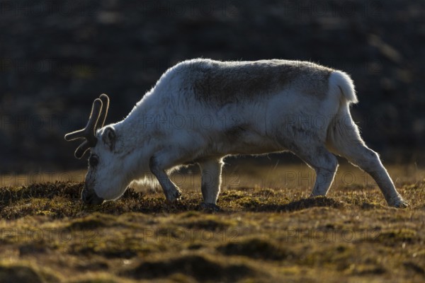 Svalbard skink (Rangifer tarandus platyrhynchus), Mammals (Mammalia), Longyearbyen, Spitsbergen, Svalbard