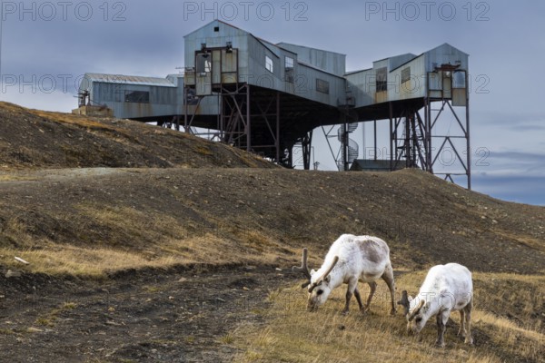 Svalbard roe deer (Rangifer tarandus platyrhynchus) in front of Taubanestralen, transport cableway, coal distribution cableway, mammals (Mammalia), Longyearbyen, Svalbard, Svalbard