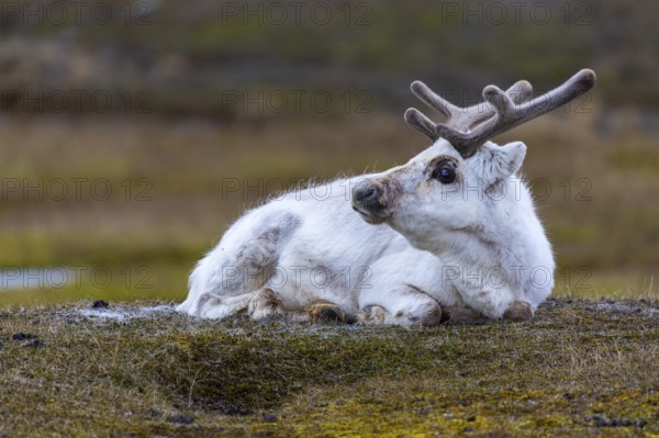 Svalbard skate (Rangifer tarandus platyrhynchus) resting in a meadow, Mammals (Mammalia), Longyearbyen, Svalbard, Svalbard