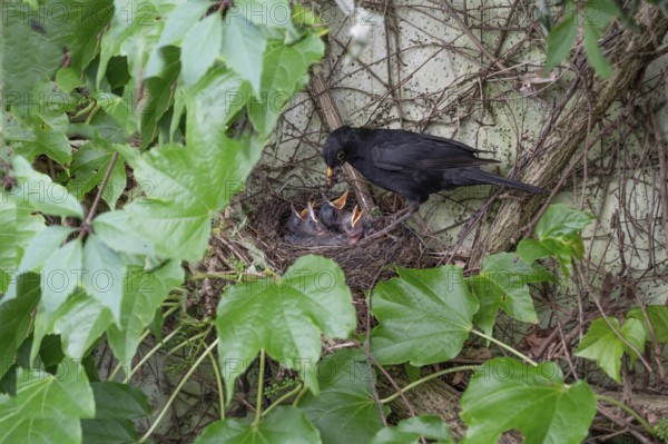 Male blackbird (Turdus merula) feeding his five young, Bavaria, Germany