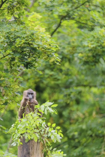 A female Drill (Mandrillus leucophaeus) sits high up in a tree, eating leaves. A green forest can be seen in the background. Cameroon