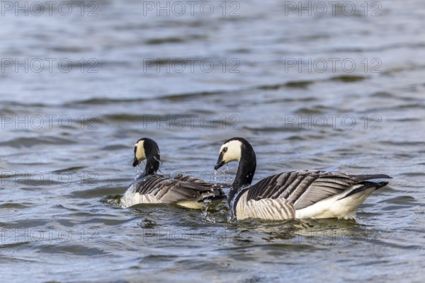 White-fronted Goose (Branta leucopsis), Geese (Anseriformes), Mating in the water, Aventdalen, Longyearbyen, Spitsbergen, Svalbard