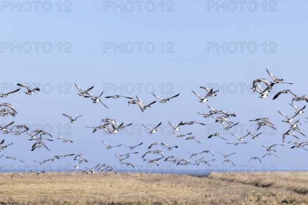 Geese gather by the sea, North Sea, Keitum, Sylt, Schleswig-Holstein