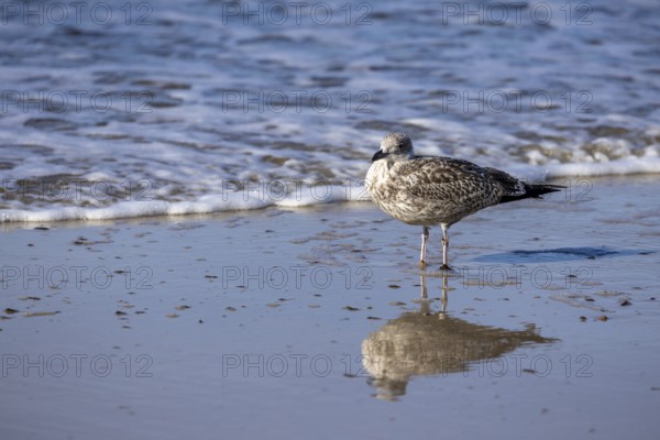 Seagull reflected in the sea, North Sea, Westerland, Sylt, Schleswig-Holstein
