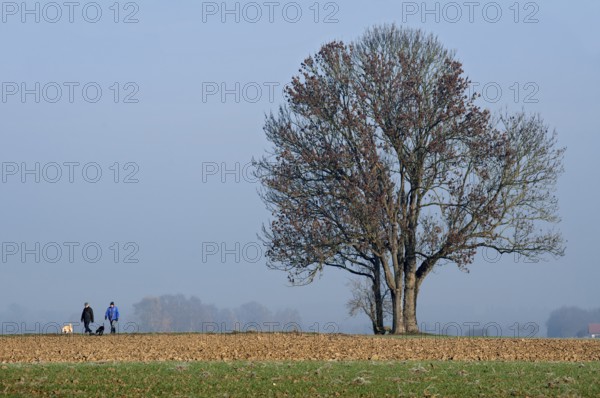 Walkers taking dogs for a walk, farmland in front of a group of ash trees, ash tree (Fraxinus excelsior), Anzing, Upper Bavaria, Bavaria, Germany