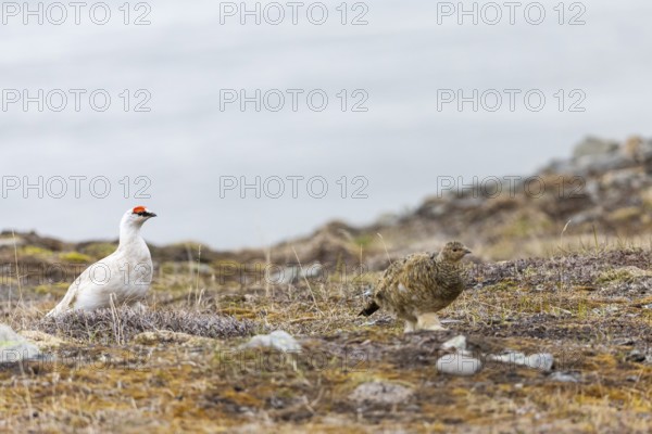 Ptarmigan (Lagopus), Pair, Chicken birds (Galliformes), Longyearbyen, Spitsbergen, Svalbard