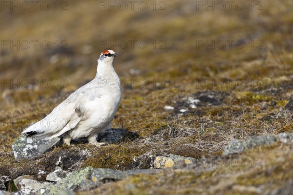 Ptarmigan (Lagopus), Cock, Chicken birds (Galliformes), Longyearbyen, Spitsbergen, Svalbard