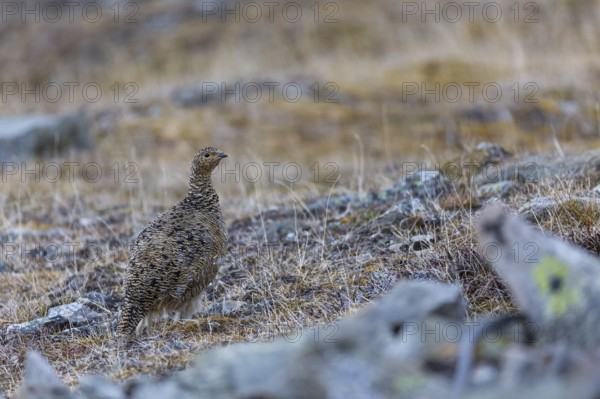Ptarmigan (Lagopus), hen, hen birds (Galliformes), Longyearbyen, Svalbard, Spitsbergen