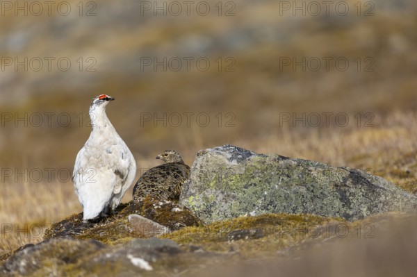 Ptarmigan (Lagopus), Pair, Chicken birds (Galliformes), Aventdalen, Longyearbyen, Spitsbergen, Svalbard