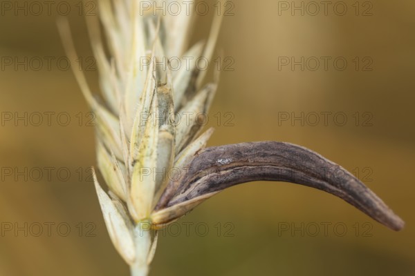 Ergot mushroom Claviceps purpurea on a ripe ear of grain