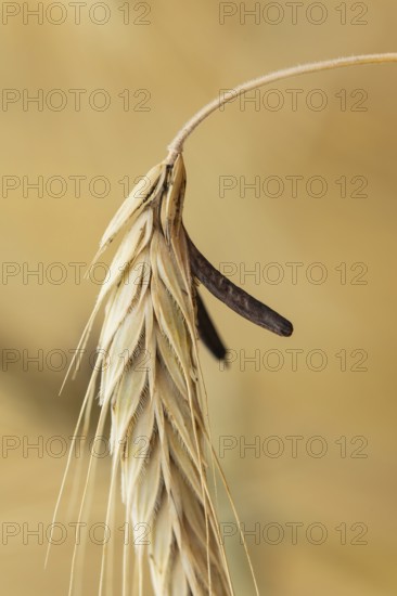 Ergot mushroom Claviceps purpurea on a ripe ear of grain