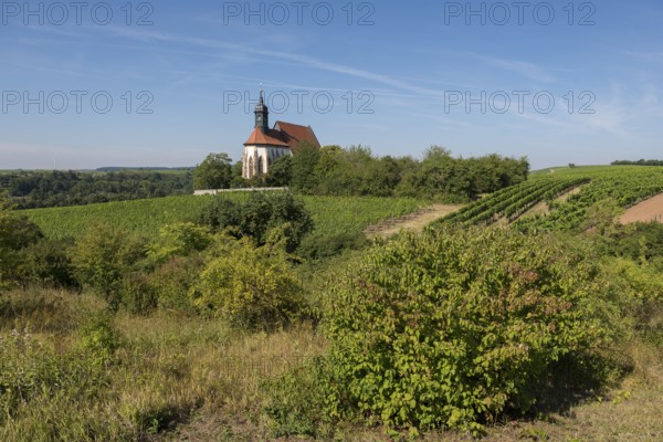 Pilgrimage church Maria im Weingarten, on a small hill, surrounded by extensive vineyards and lush greenery on a sunny day, near Volkach am Main, Lower Franconia, Mainfranken, Bavaria, Germany
